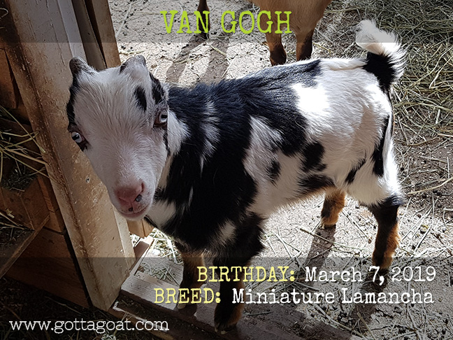 GottaGoat Van Gogh