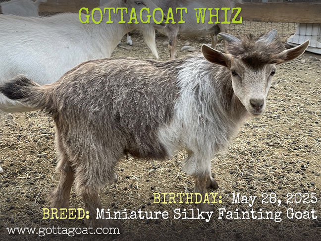 GottaGoat Whiz