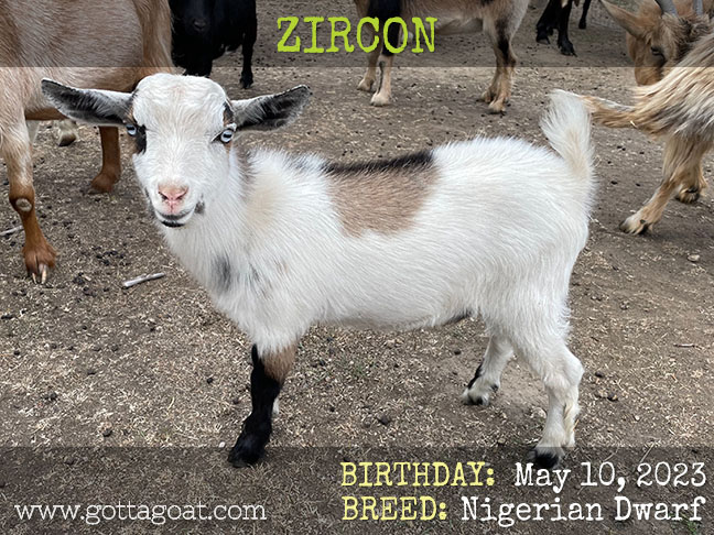 GottaGoat Zircon