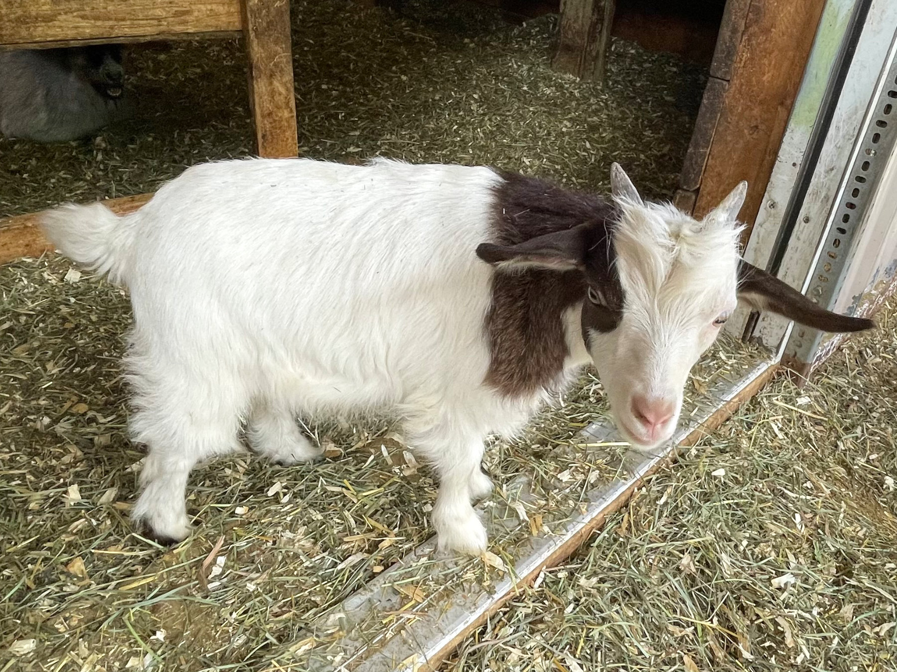 For Sale | GottaGoat