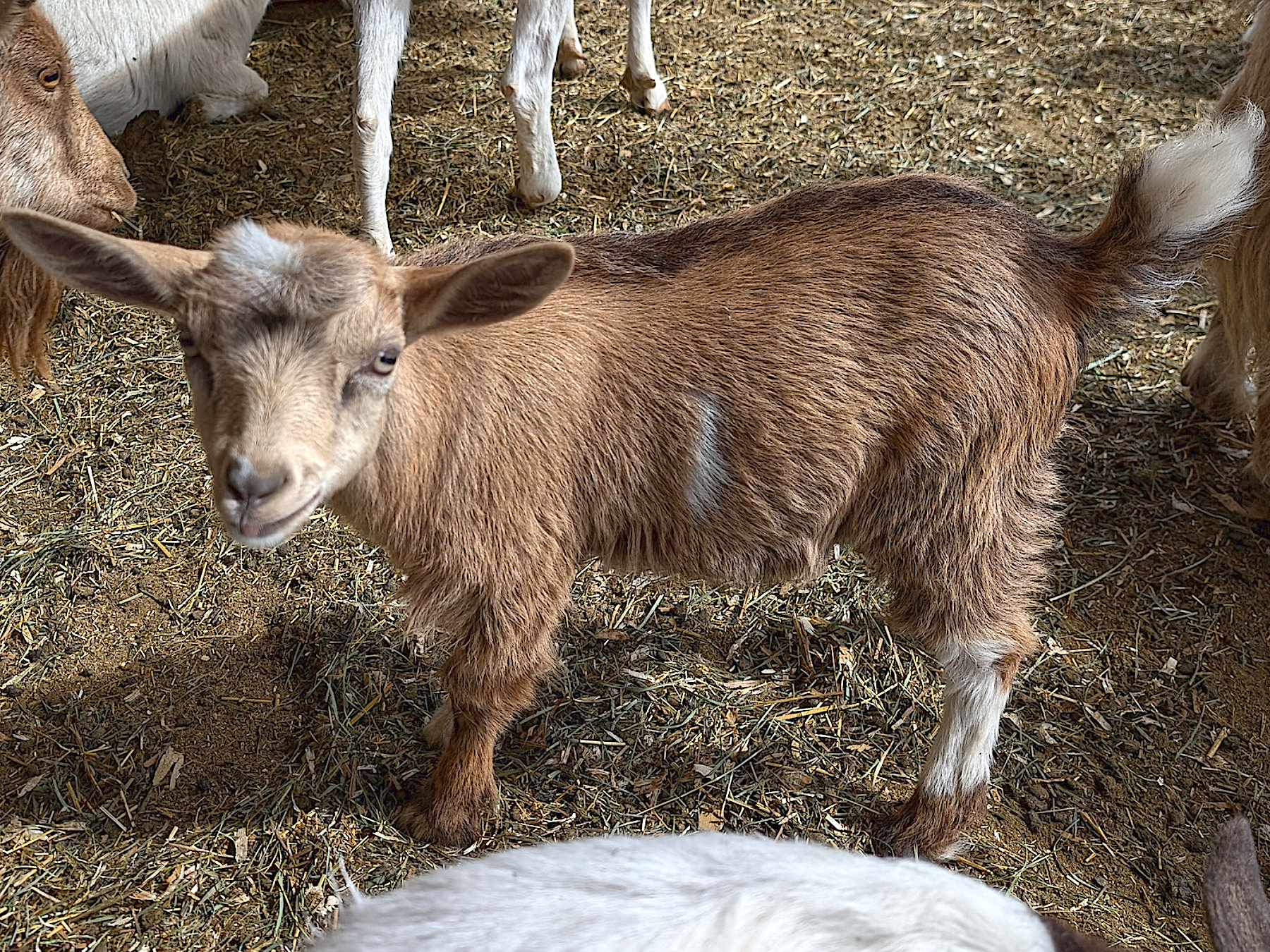 For Sale | GottaGoat